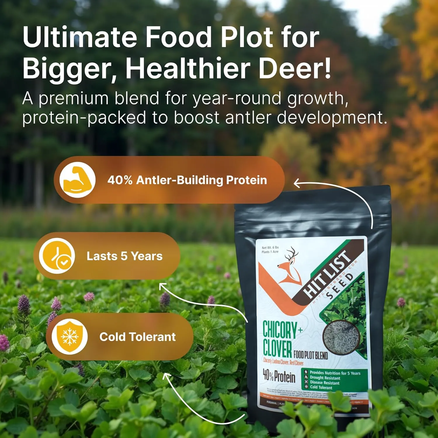 HIT LIST SEED® Chicory   Clover Food Plot Seeds for Deer [Perennial] - Deer Food Plot Seed Perennial - Deer Plot Seed Mix - Chicory, Ladino Clover, Red Clover - Spring, Summer & Fall Planting - 3 lbs